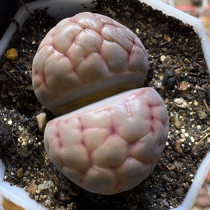 紫***儿生石花1111111。   18