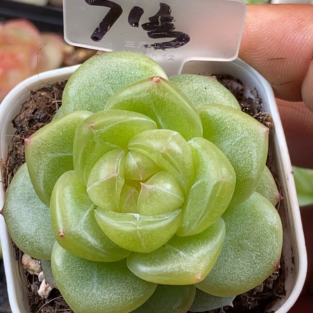 天官赐福百无禁忌