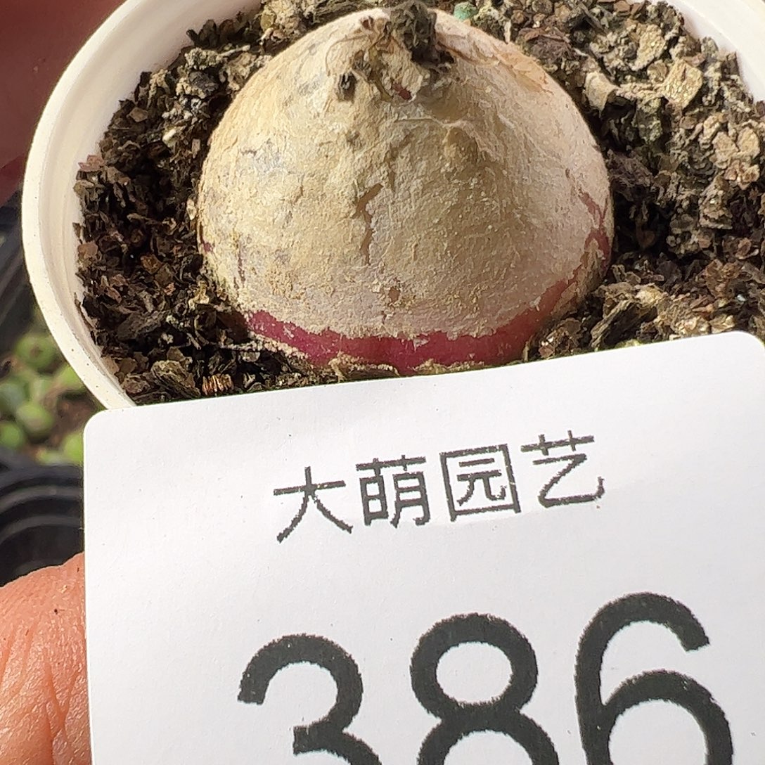 一物一拍。       386