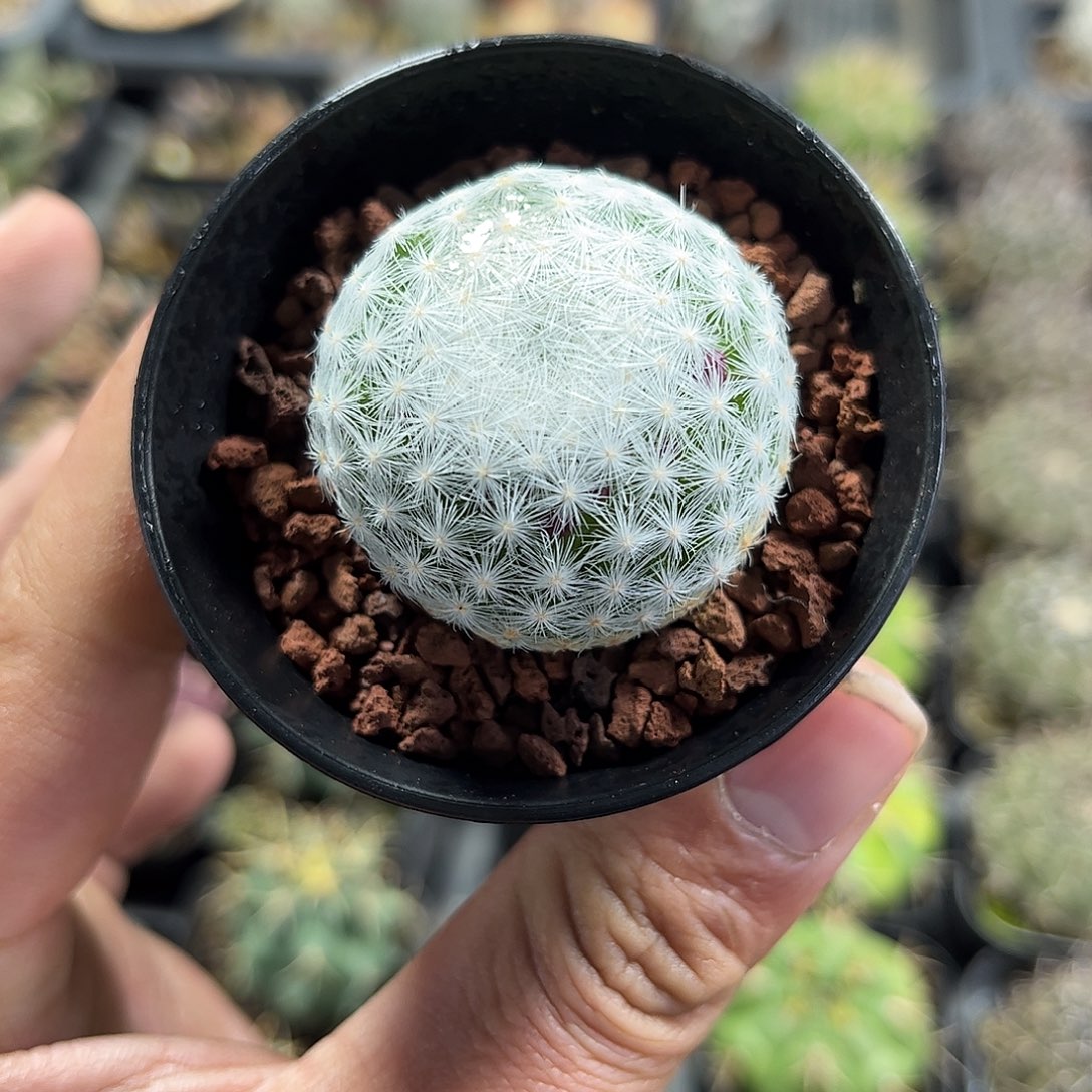 大春星单头发货单头发货