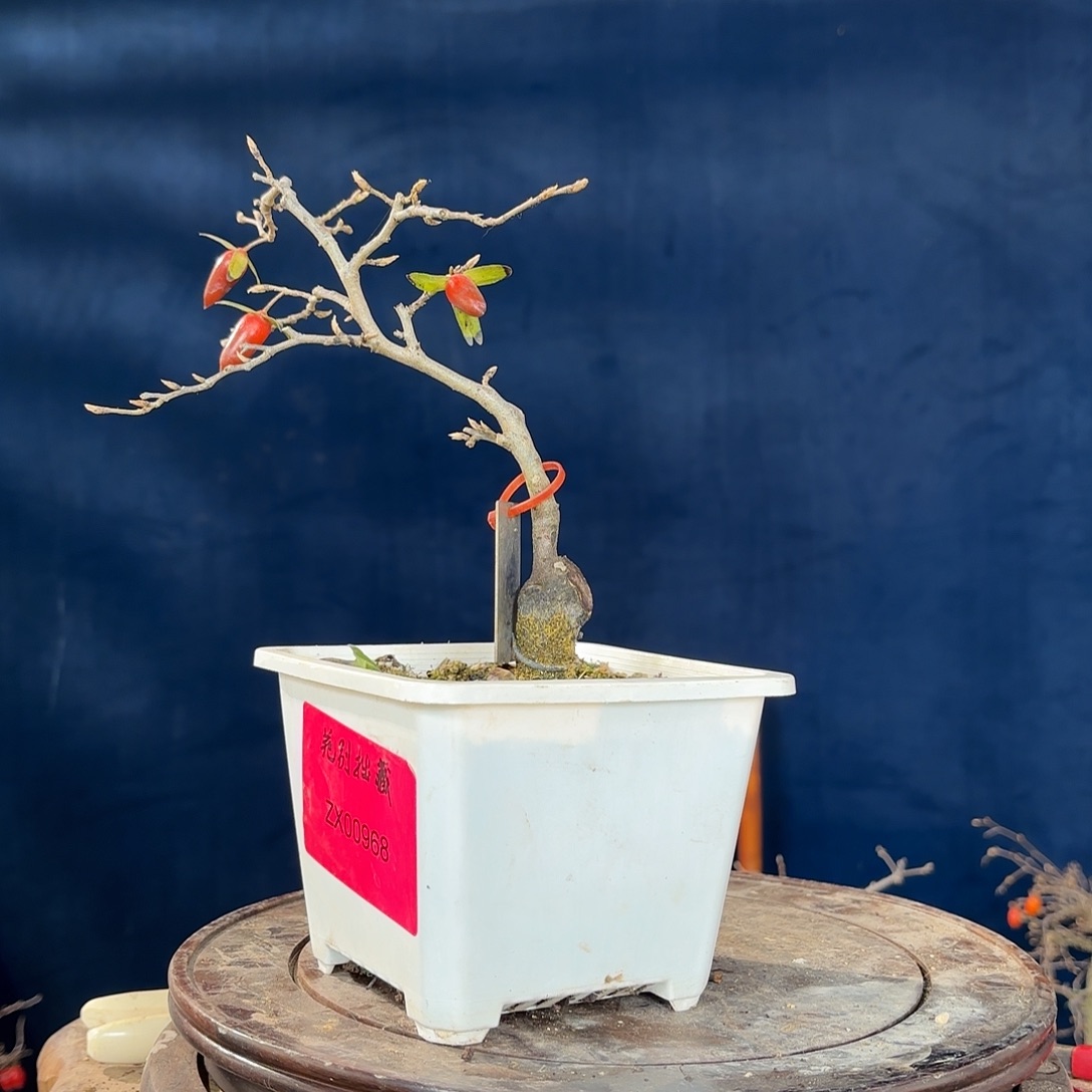 用***6哈哈哈哈哈哈哈哈哈哈哈