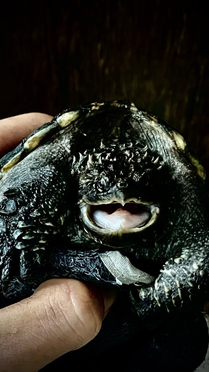 精选爆刺佛鳄龟活体凶猛霸气宠物龟苗子