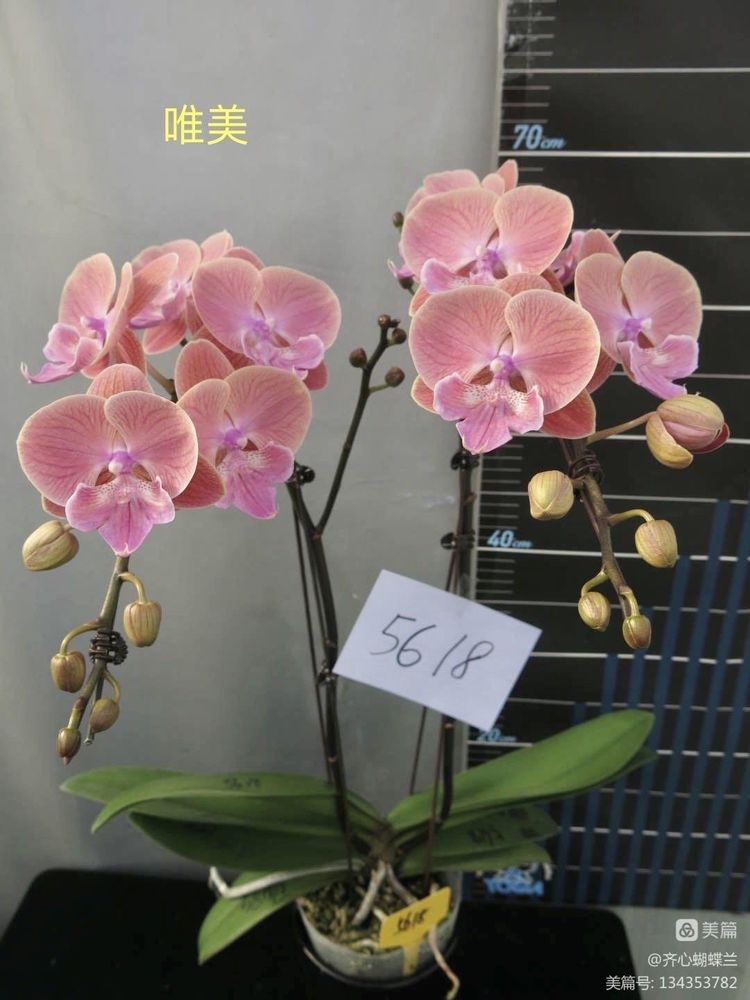 蝴蝶兰盆栽唯美3.0寸苗1株（部分剪过梗，介意勿拍）