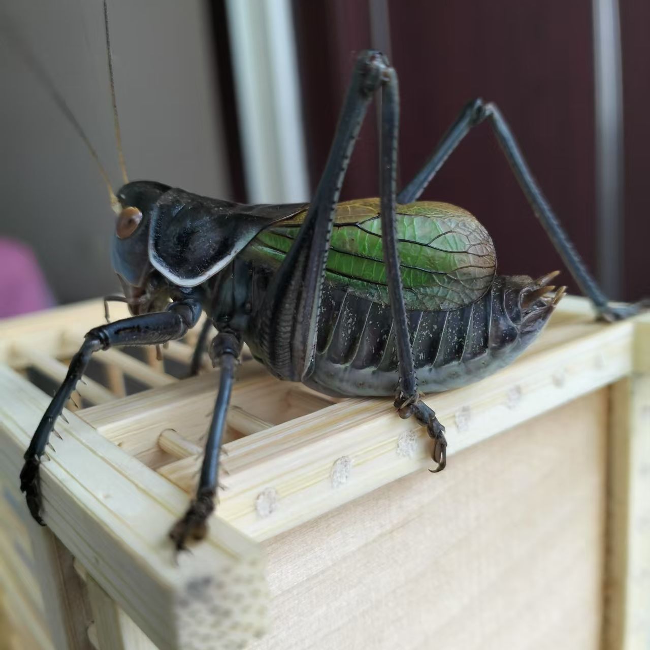 蓝脸大宽膀铁皮蝈蝈听叫首选（顺丰包邮 偏远地区不包邮）