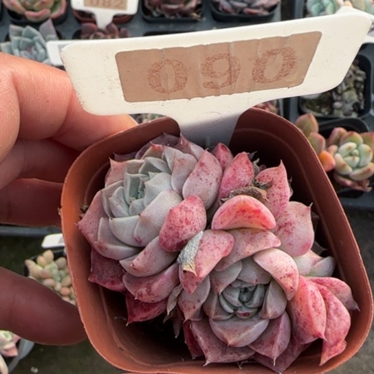 90朱砂痣多肉植物多