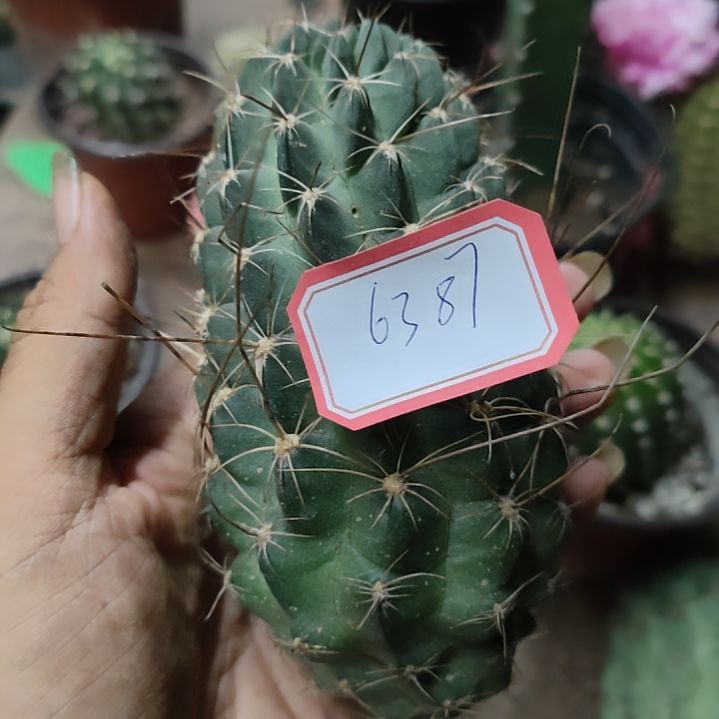 徐****仙人球黑喉一代侧芽6387