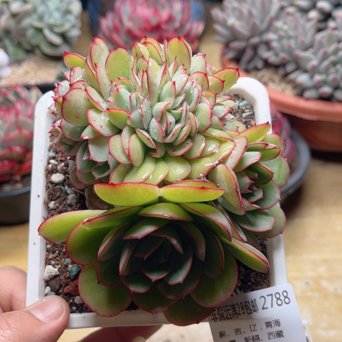 【闪购商品】2788牡丹亭缀