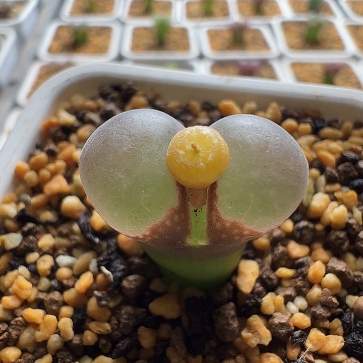 无花朵实生风铃玉12