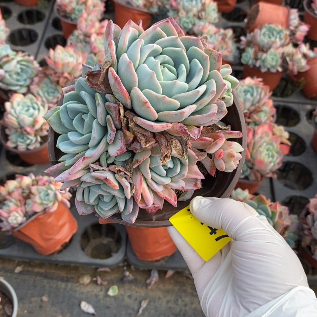 147冷橙多头一物一拍