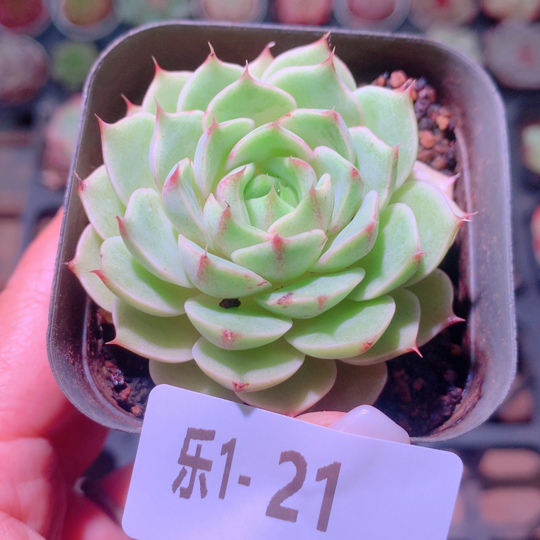 乐然 1-21 苯巴蒂斯 