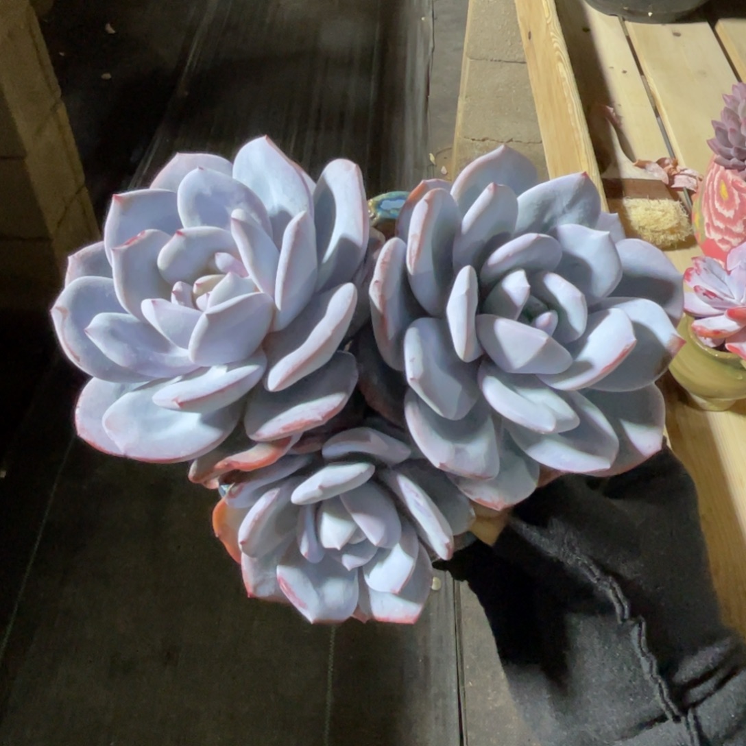 奶茶老桩 一物一拍不支持退换