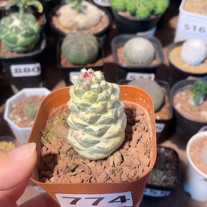 774将军阁白锦仙人球