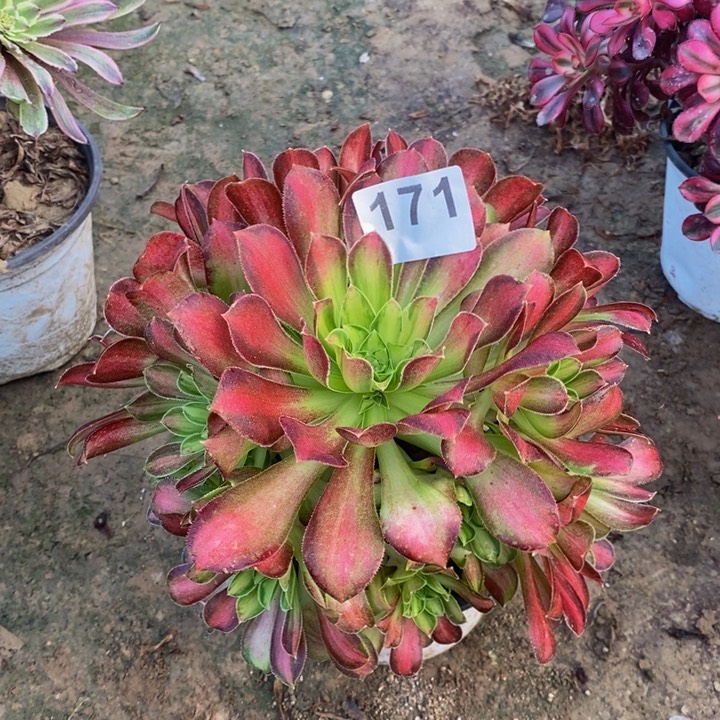 171韶华手捧多肉