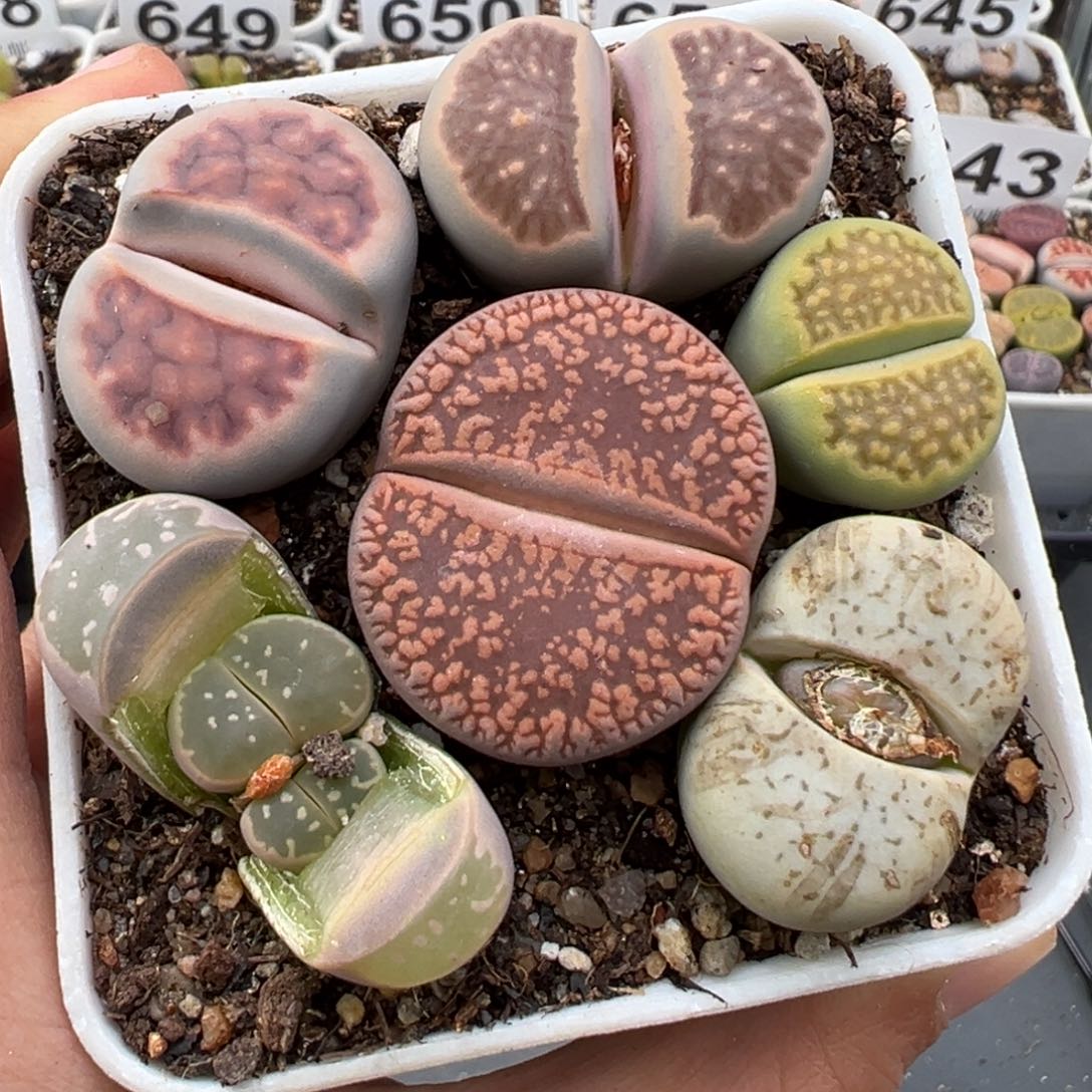 1.12好看的多肉675