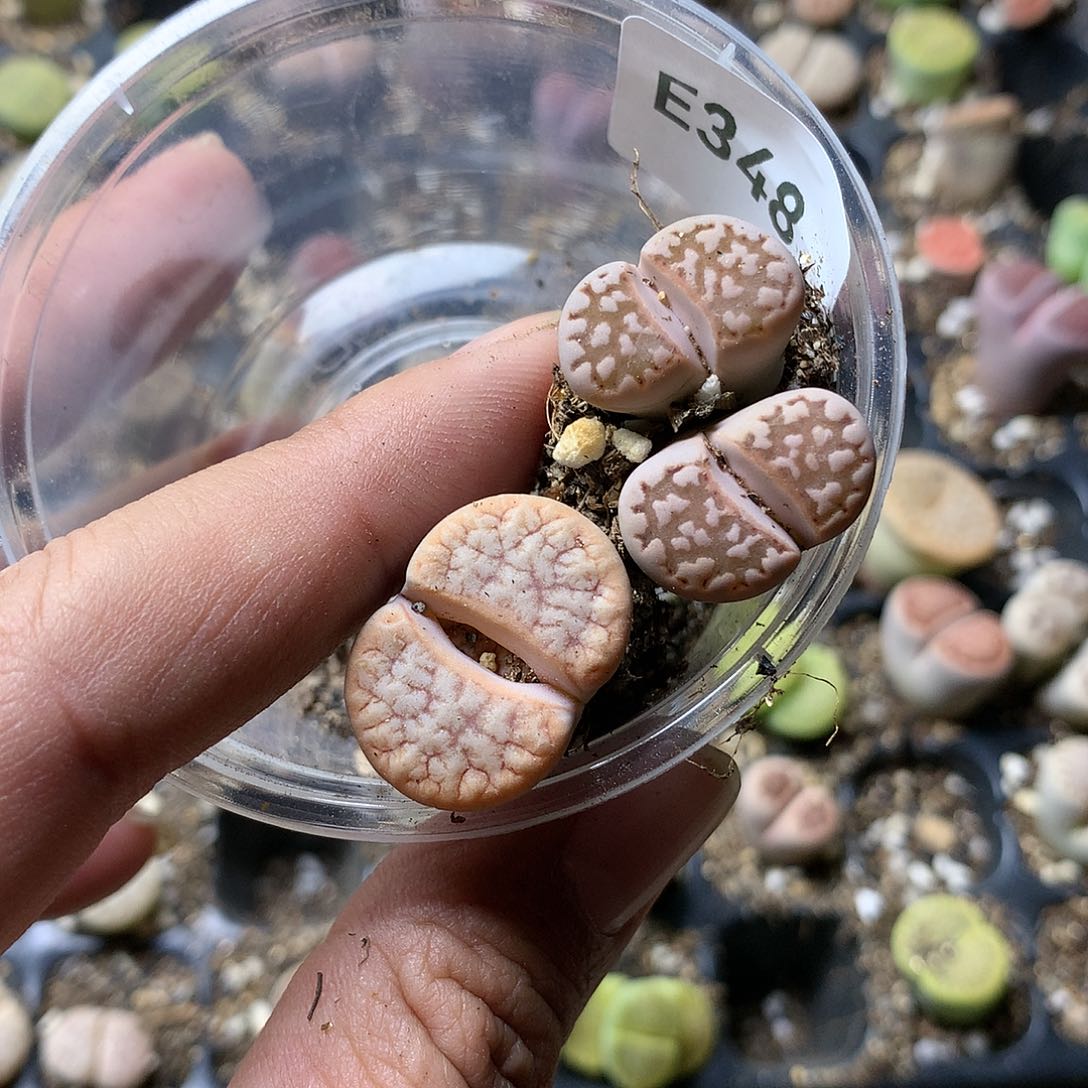 若****_E348多肉植物保护