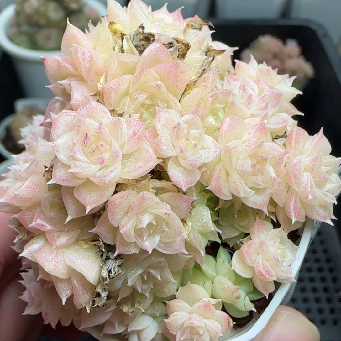 0119-185小脸麦秆