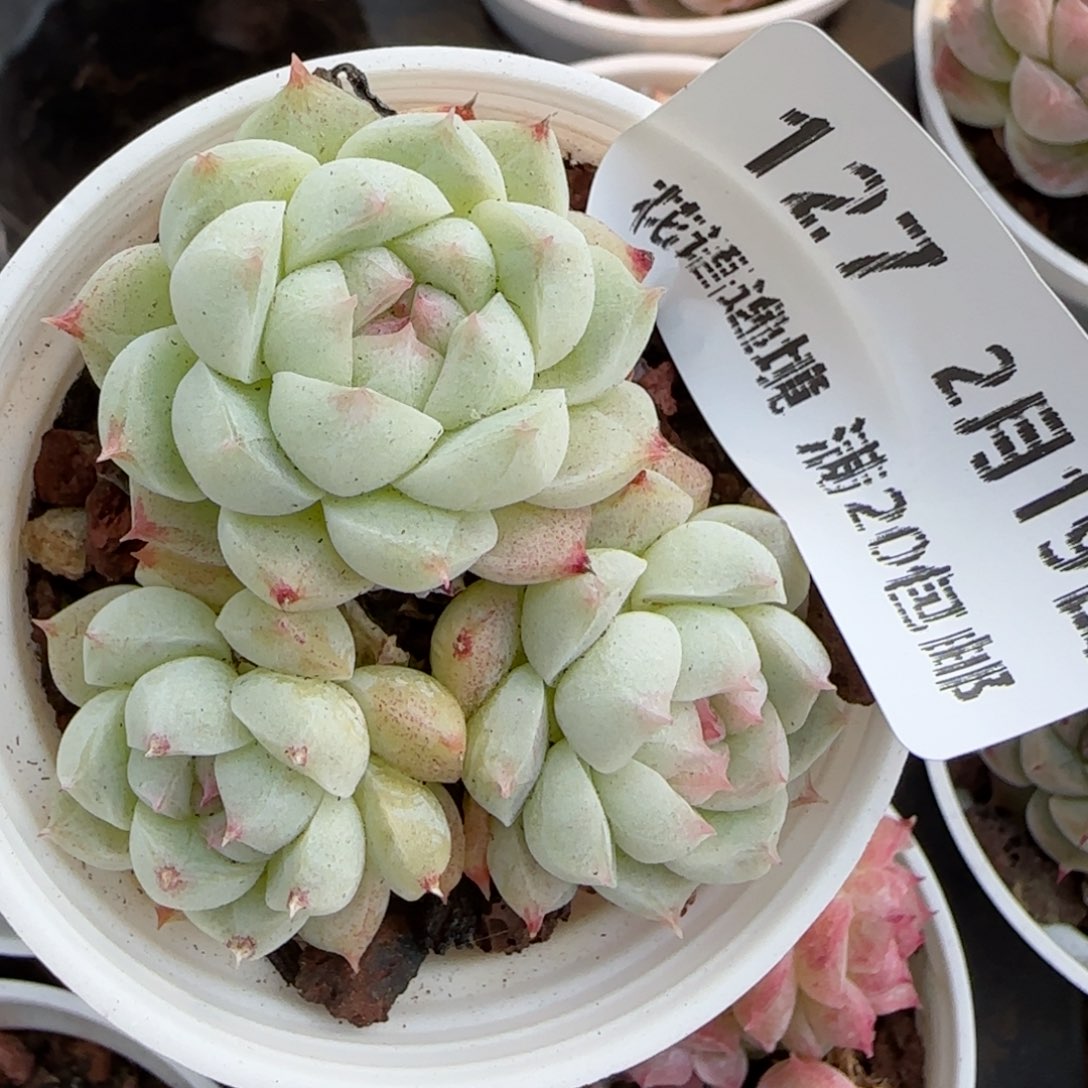 花语逸境0219-127