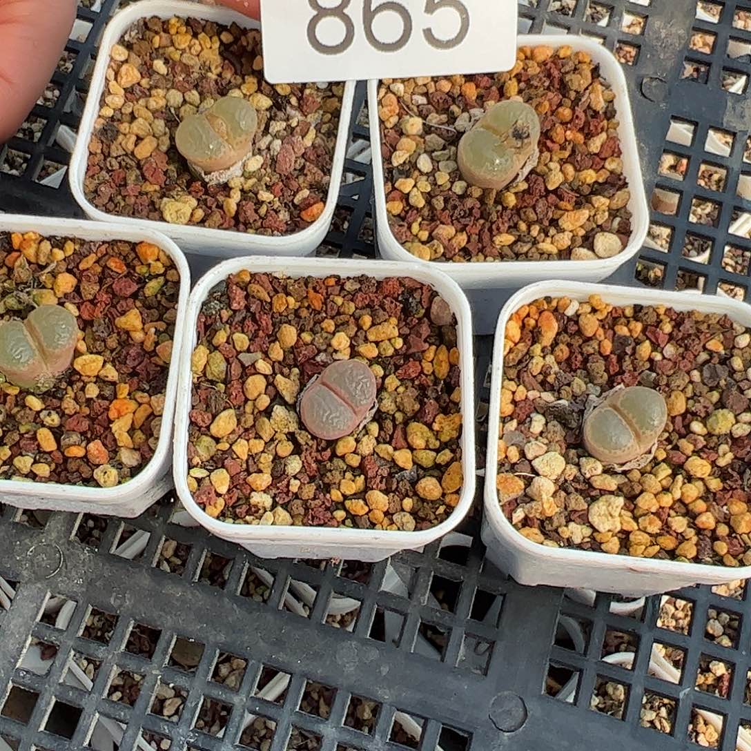 量拍以下1颗帕法德10KM脱土发。  865