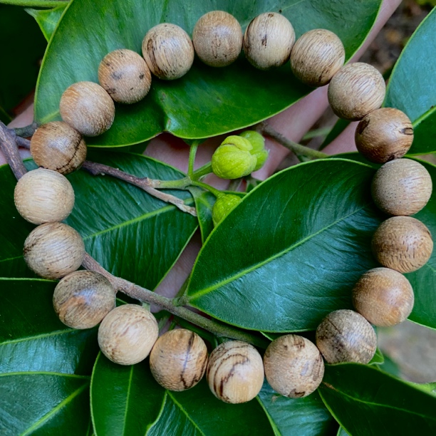 沉香【热带雨林】野生西马沉香手工圆珠1.0单圈多样性发一