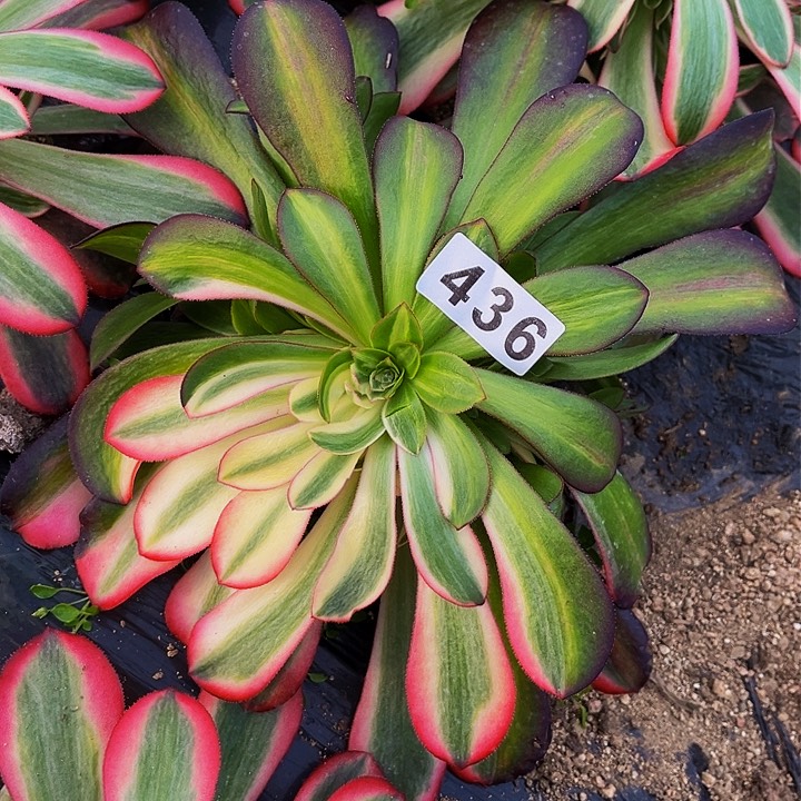 436美杜莎多肉植物处理不售后七彩