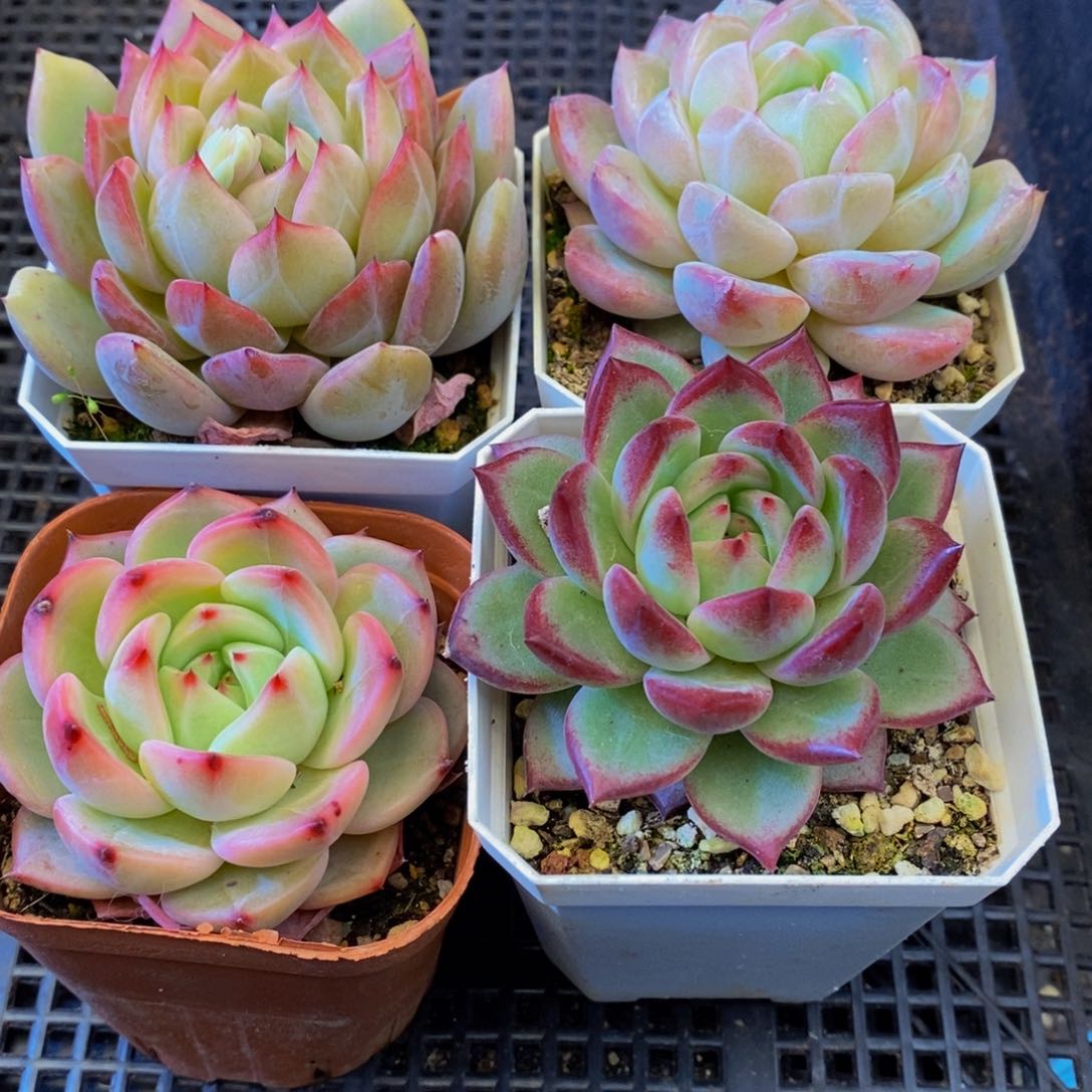 013多肉植物保护研究所所长助理