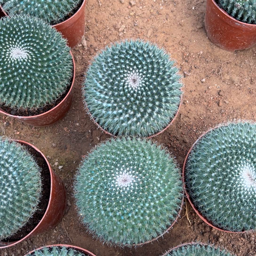 玉翁随机一颗。    