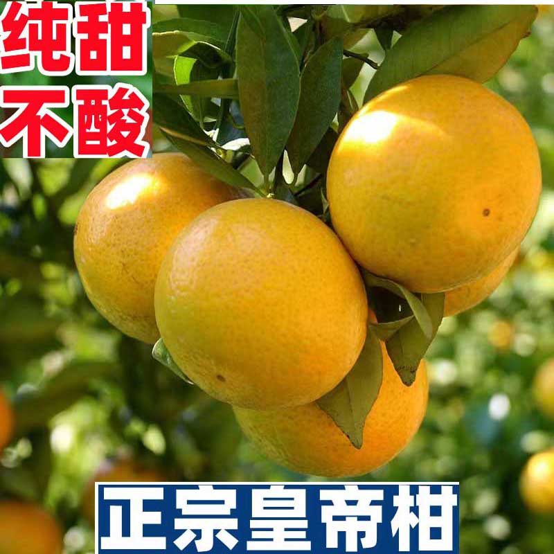 双十二特惠正宗广西九龙山皇帝贡柑当季现摘顺丰直邮中果
