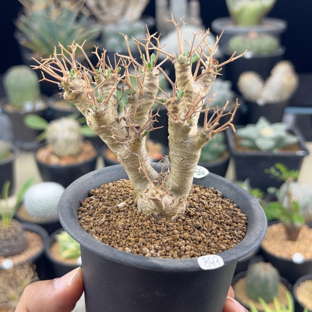 黑鬼殿厚敦菊一物一拍