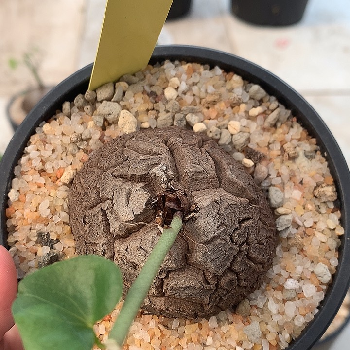 34龟6.1厘米111111