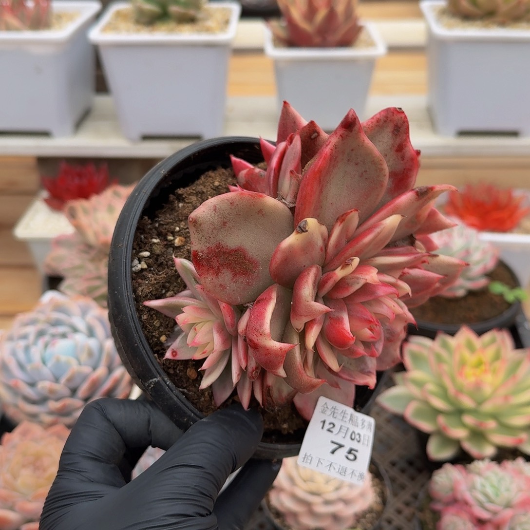 1203-75祝福锦群生