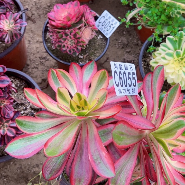 6055红魔女多肉植物法师