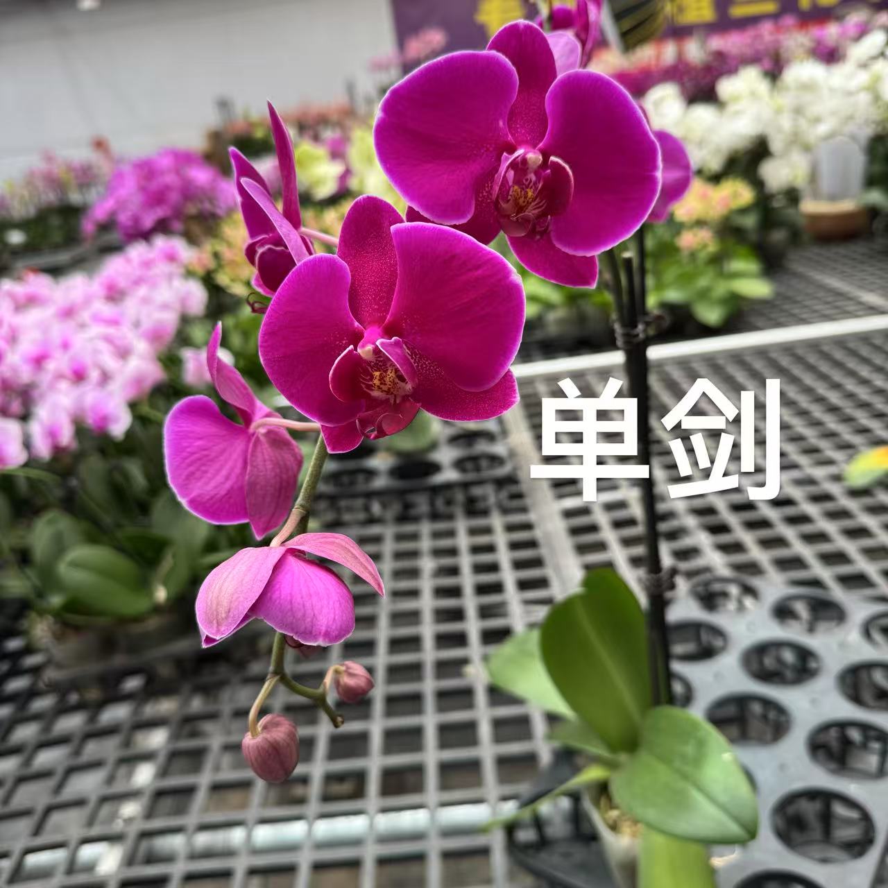 蝴蝶兰【昆士敦】带花苞昆明源头基地直发