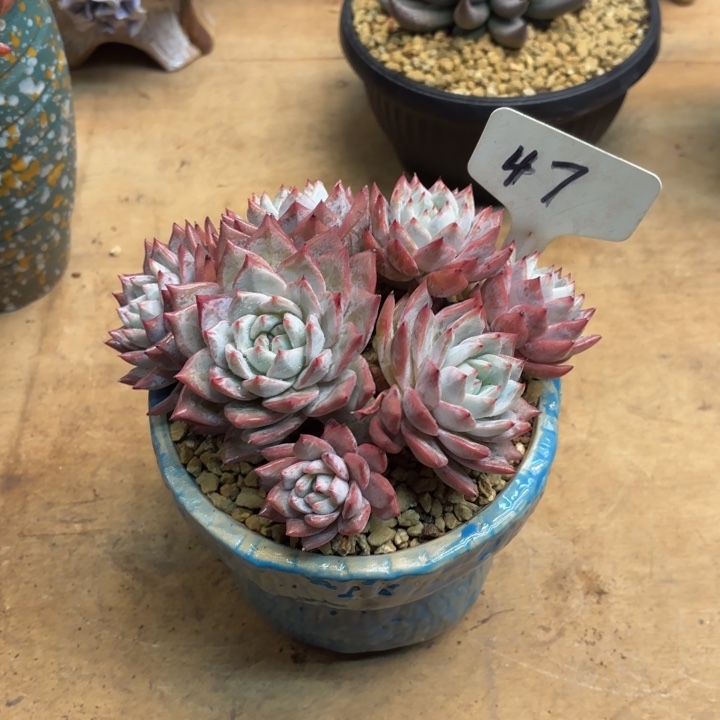 多肉植物，粉蓝鸟47号