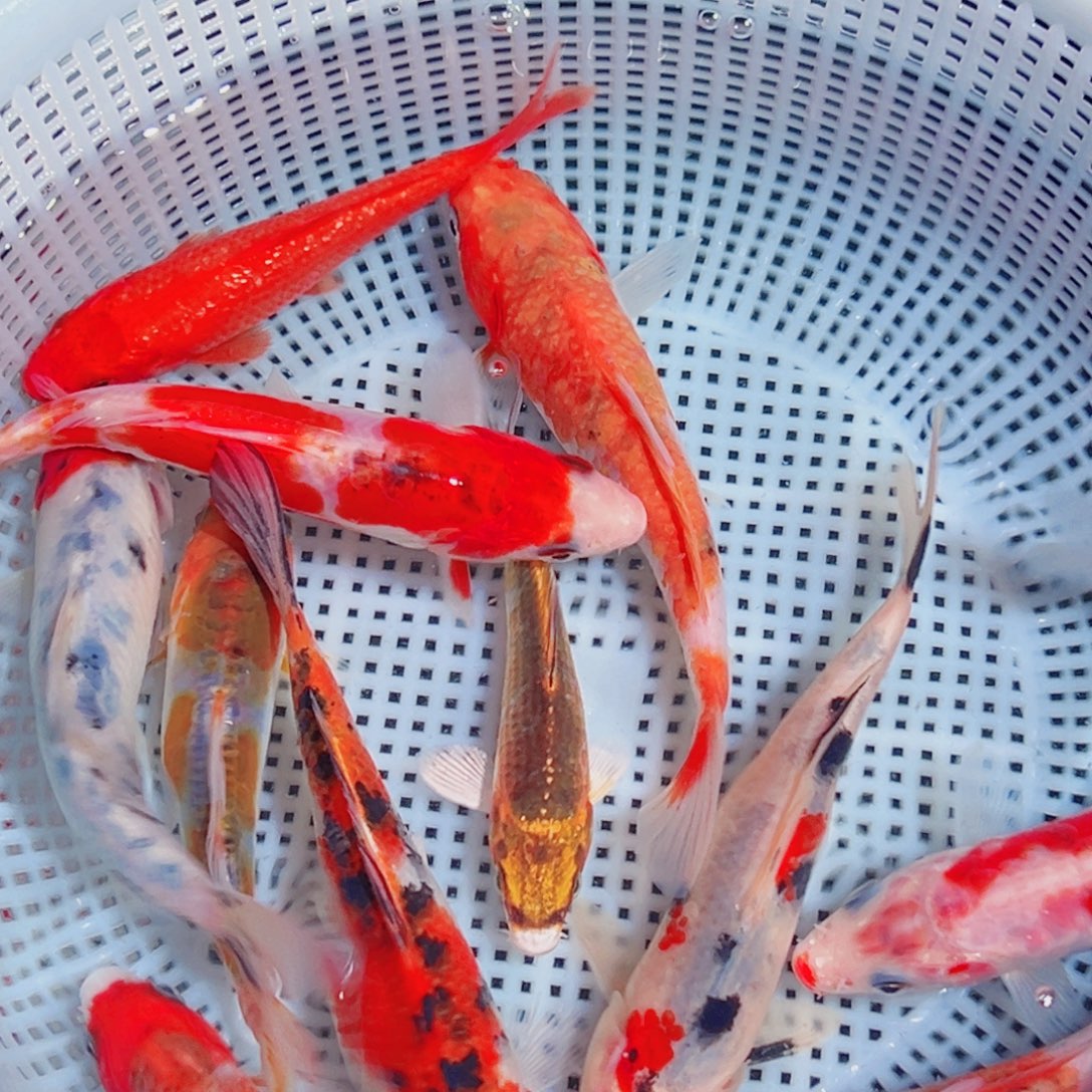 锦鲤锦鲤观赏鱼1111