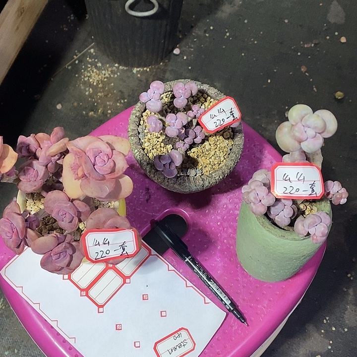 么****胭脂精品多肉桃蛋