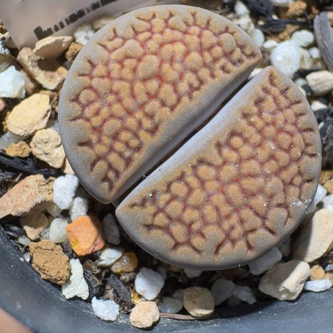 zzzz精品生石花1276