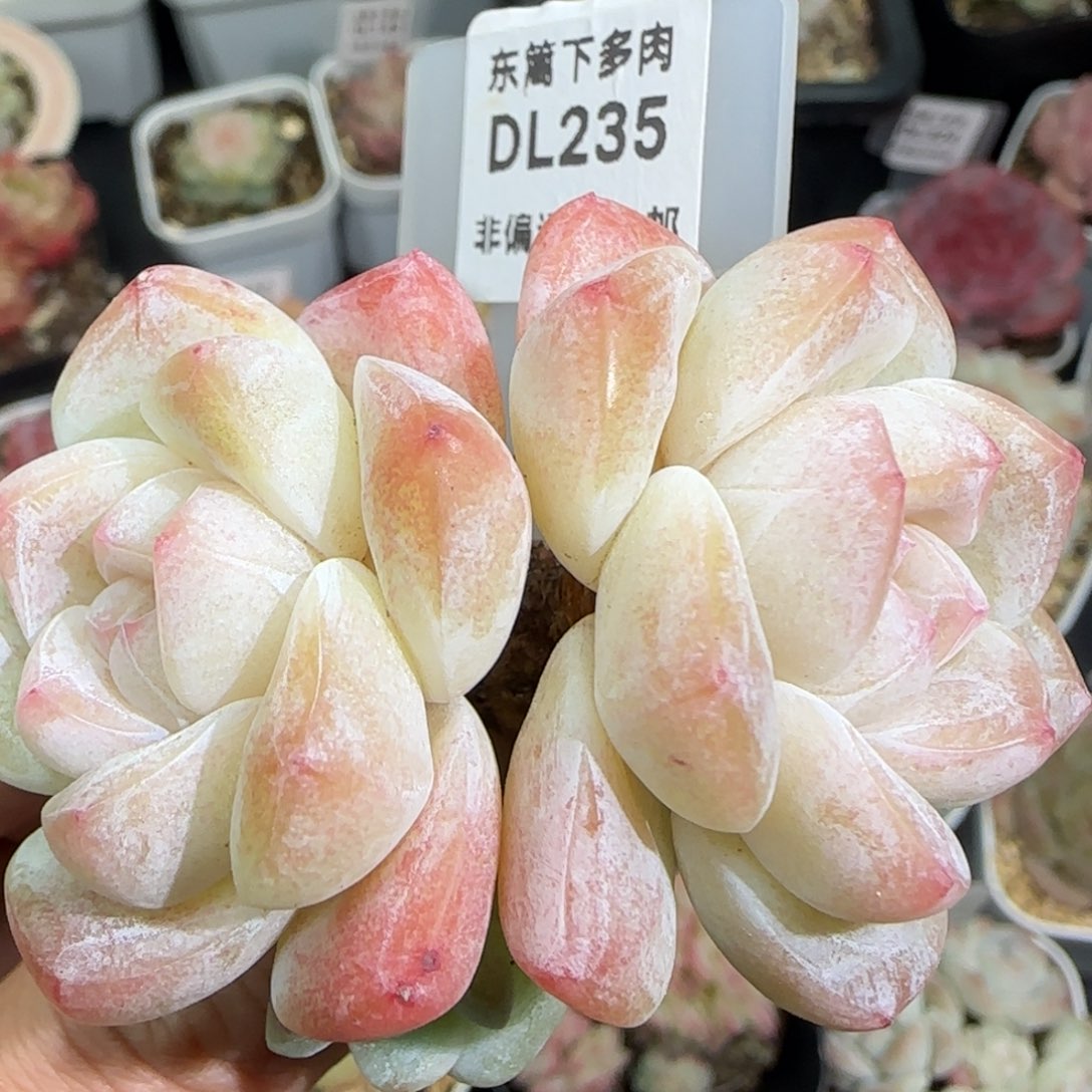 235东篱下多肉植物盆栽