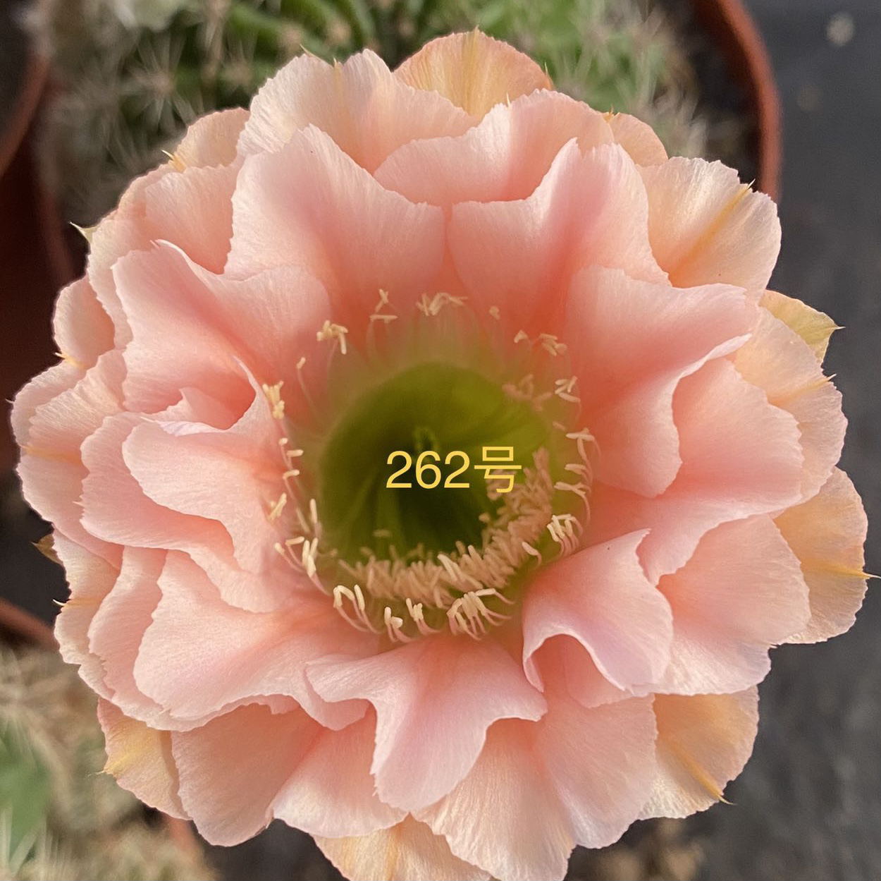 彩草仙人球262号2-2.5公分侧牙福利