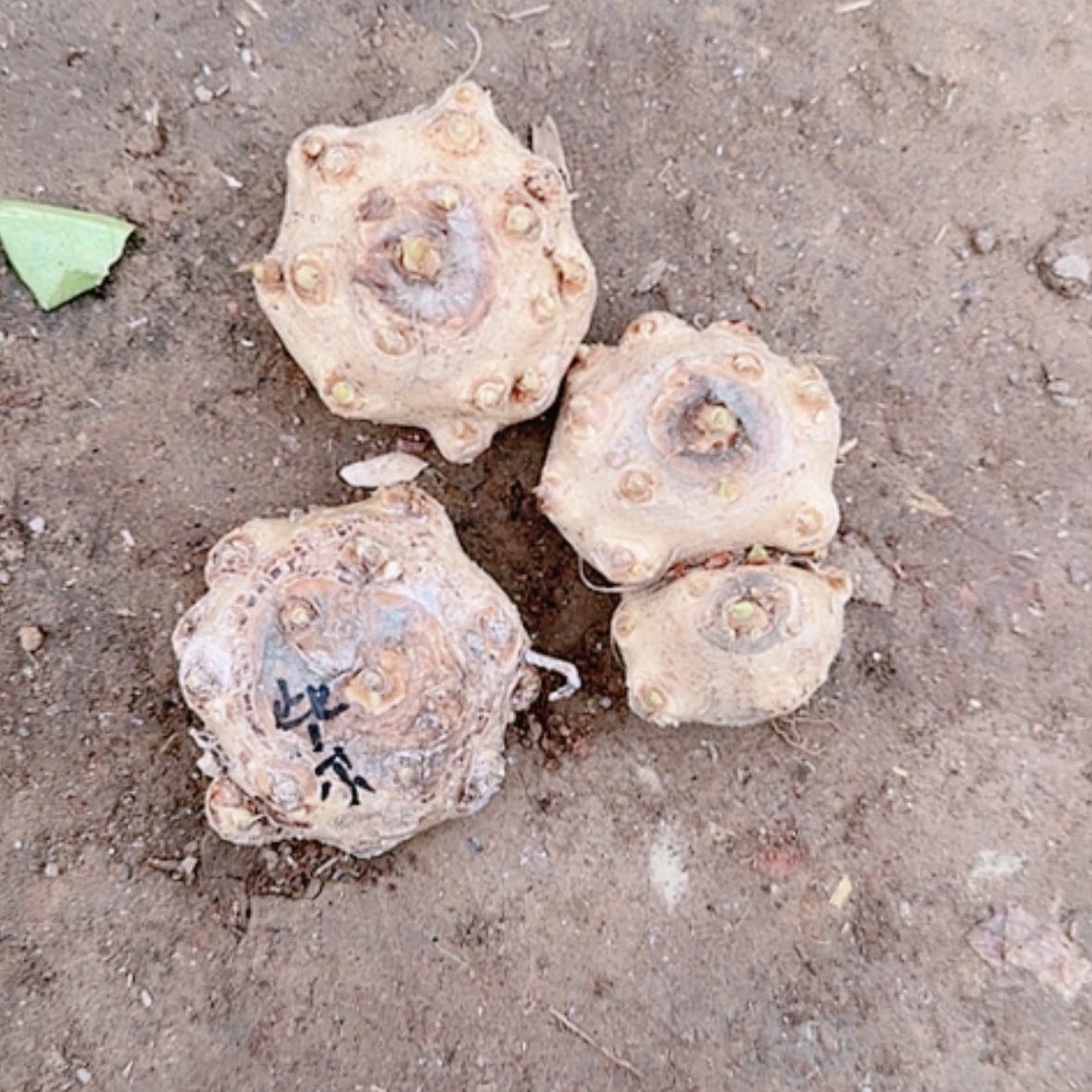 【闪购商品】无花朵马蹄莲黑英雄和气刷