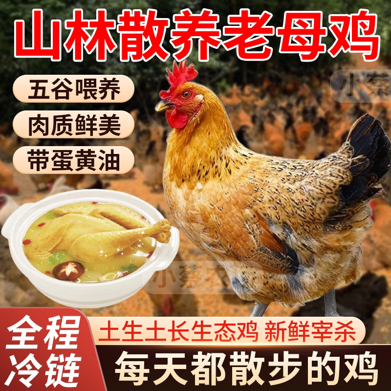 【阿丹】放养3年黄油老母鸡 带内脏 4只净重10-11斤