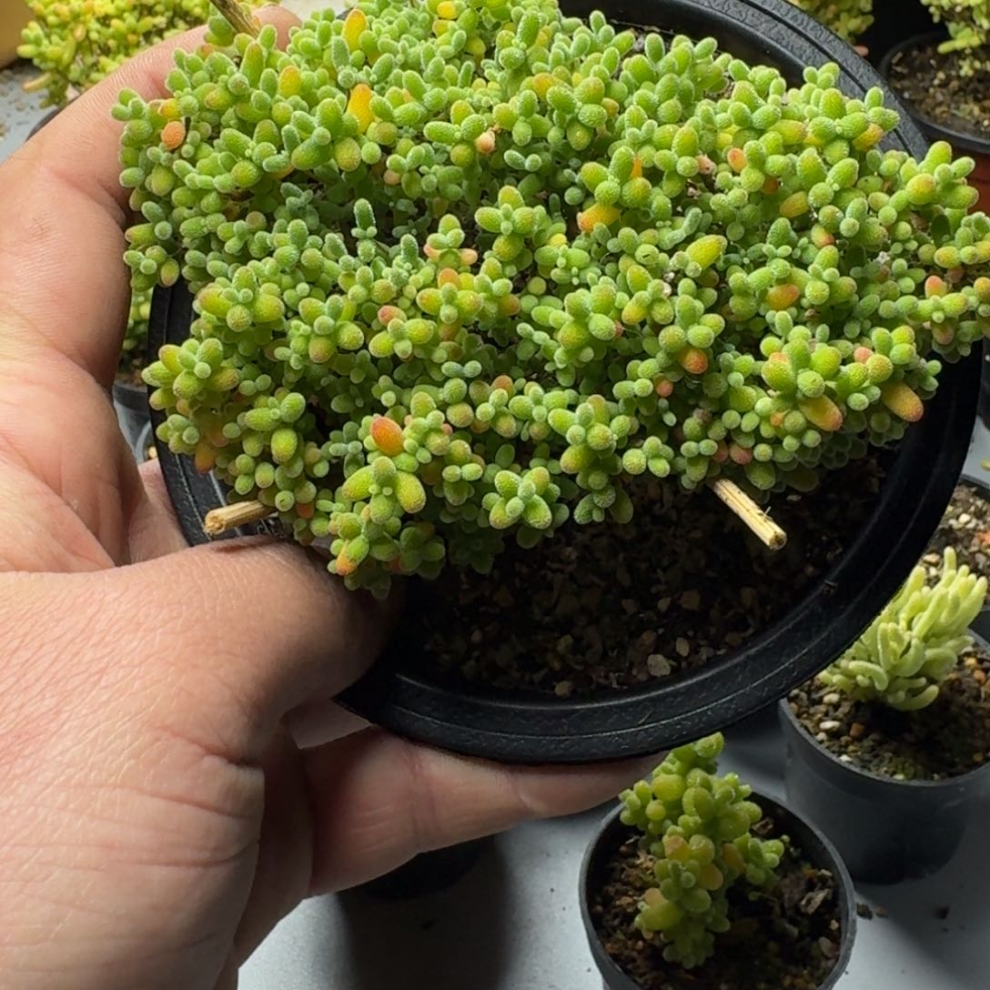 蜜橘 多肉植物。