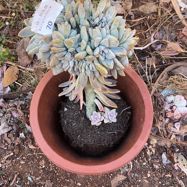 小****淡雪缀化，一物一拍