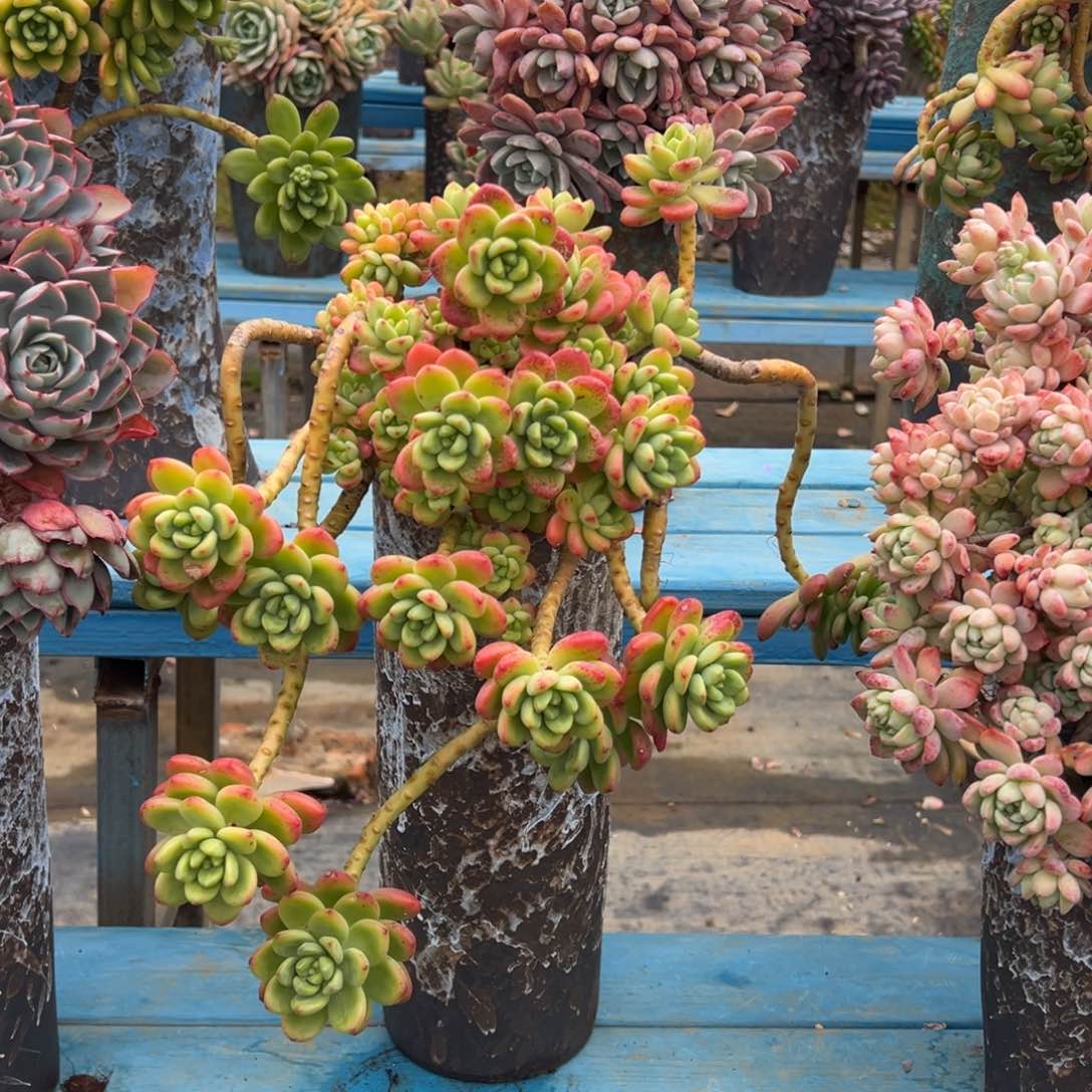 精品香格里拉妖桩 裸根