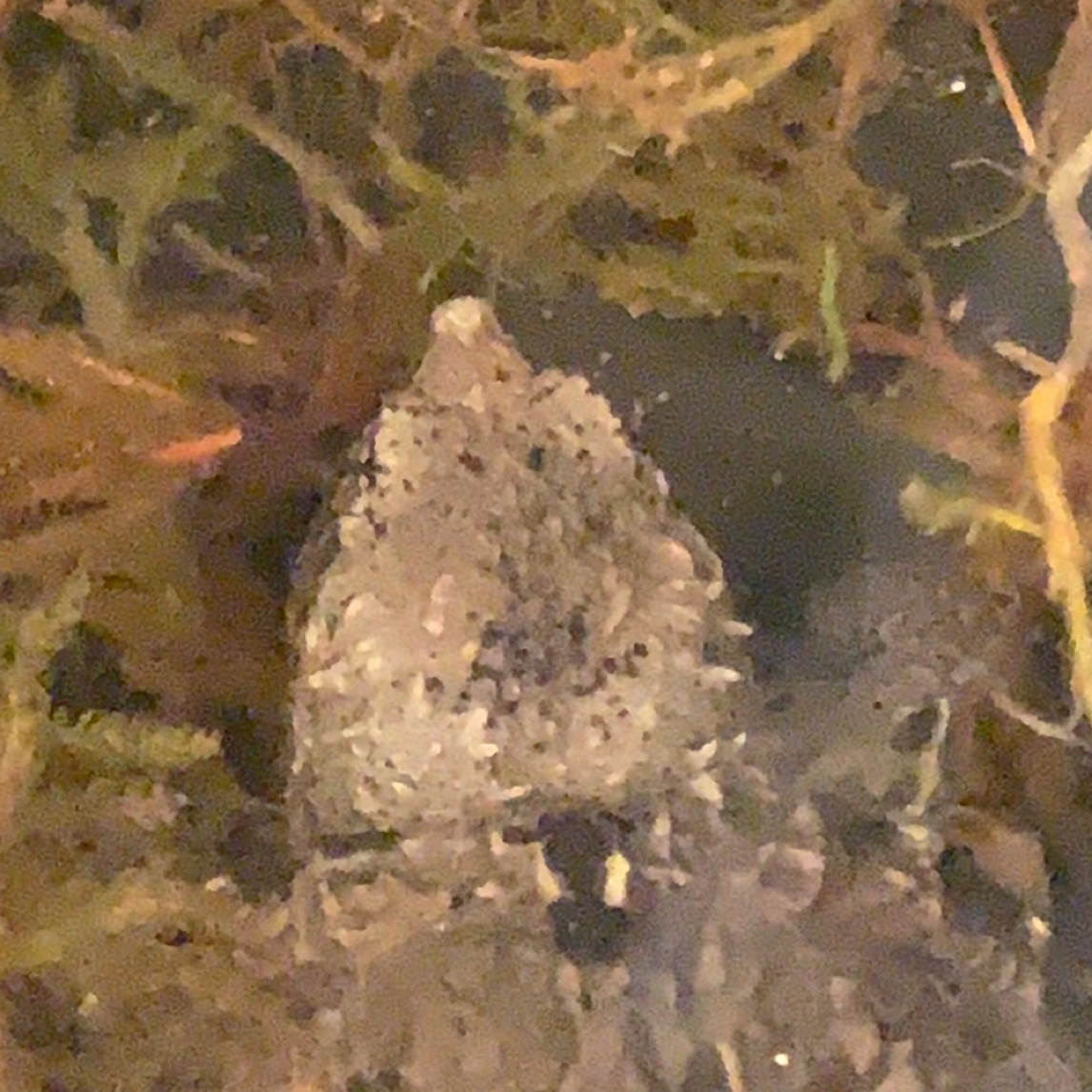 爆刺佛鳄龟苗乌龟苗