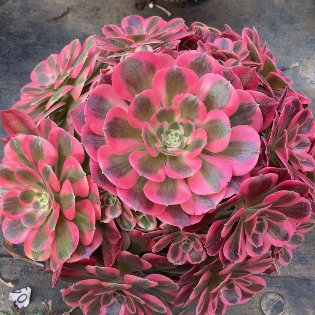 619粉女郎精品法师多肉