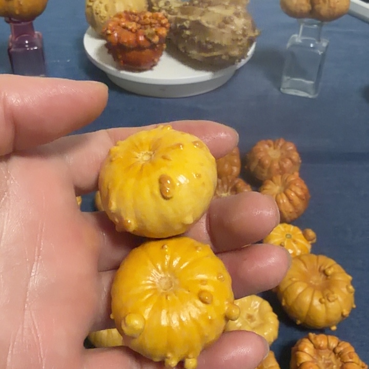 檀***房墨西哥七彩疙瘩葫芦