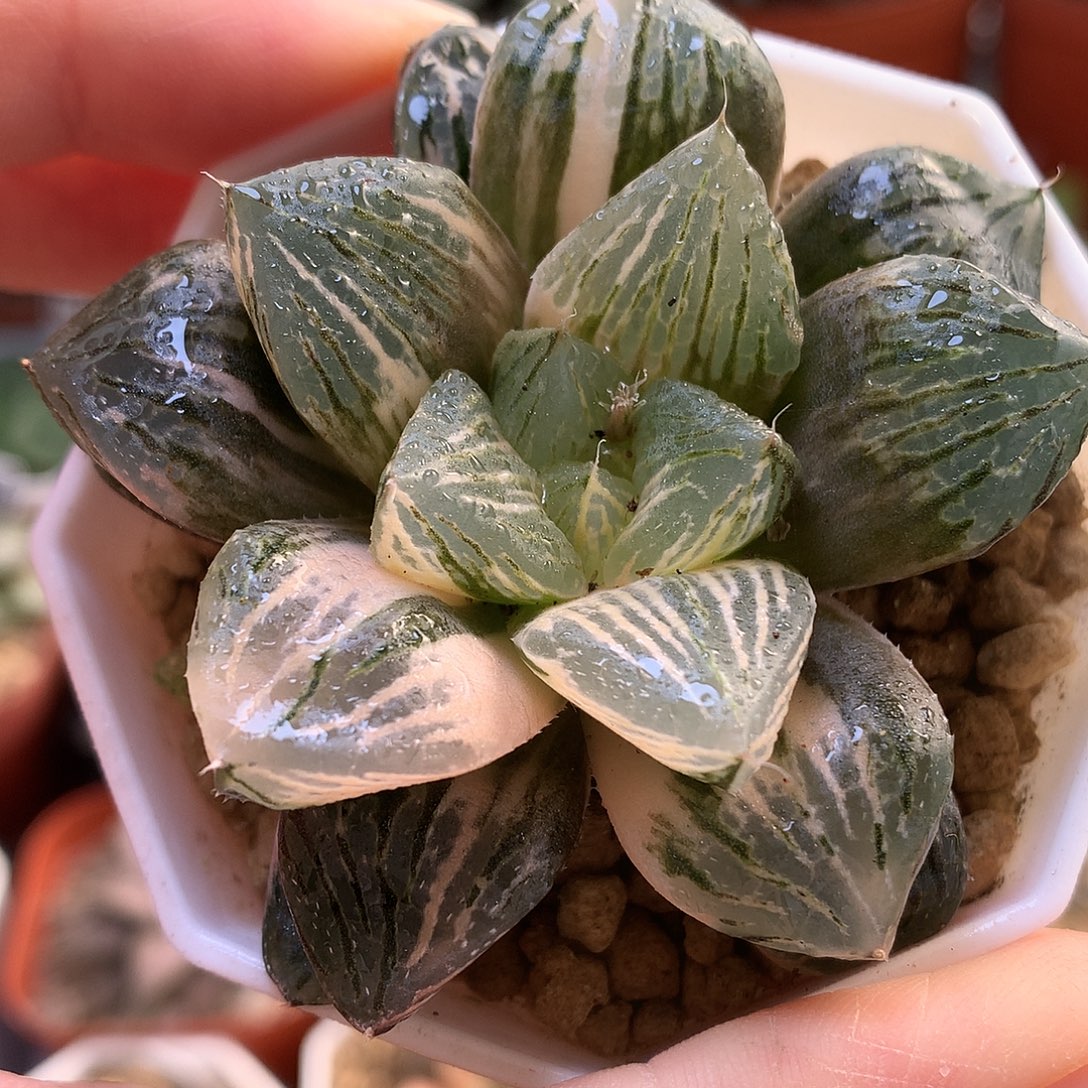 玉潭寿锦带盆土发货ooo