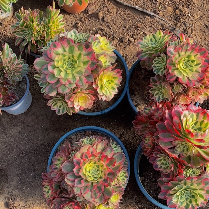 玉姿多肉多肉1颗