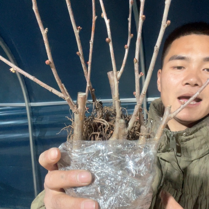 原生越之辉海棠花一颗