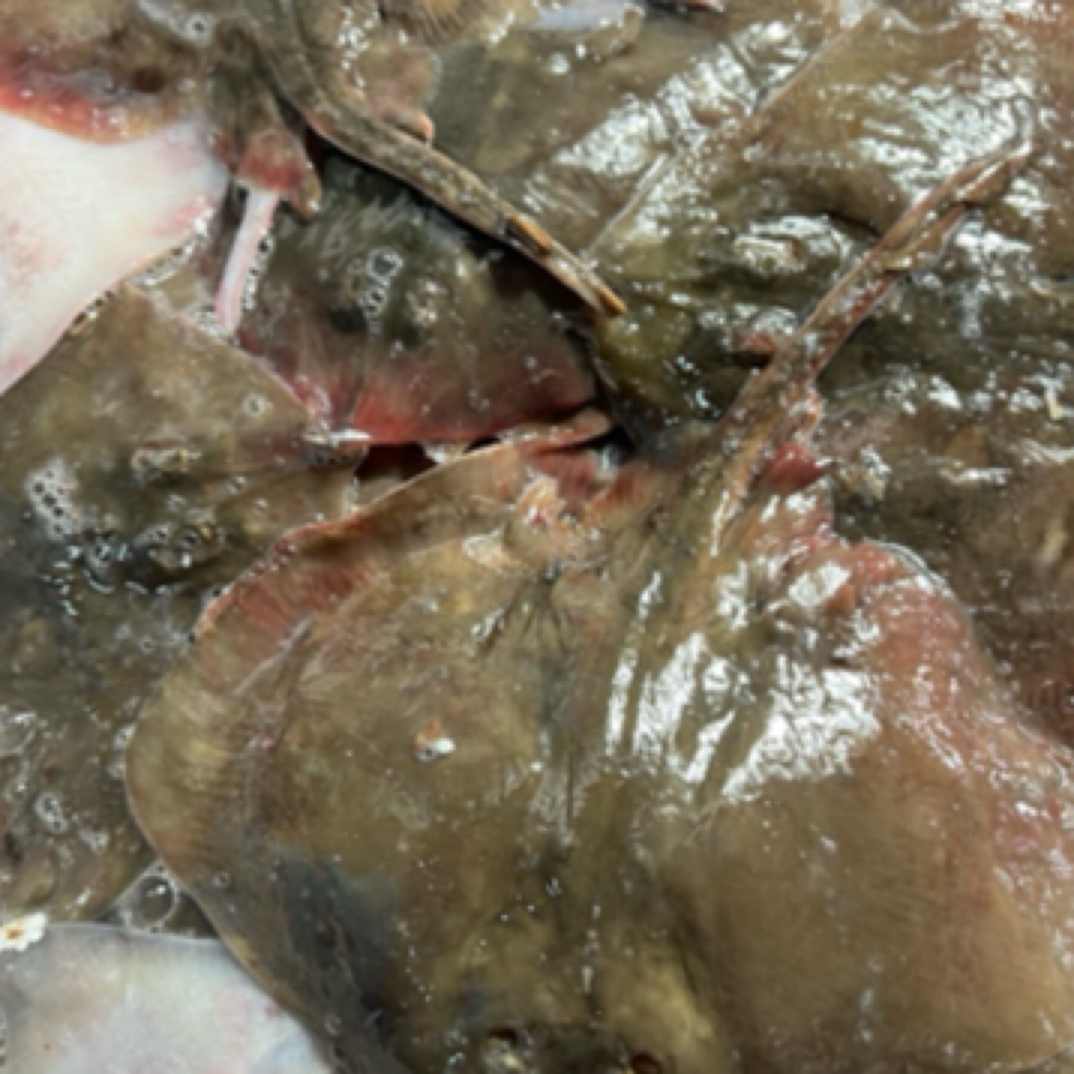 大连野生老板鱼4斤（顺丰干冰发货）